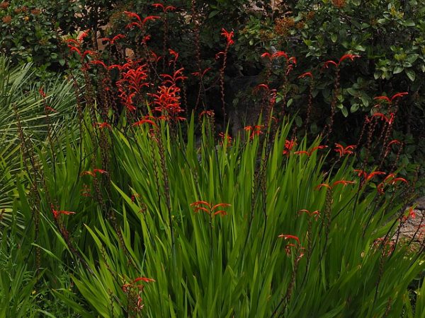 perennials that choke out weeds